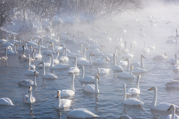 Fototapeta na wymiar Beautiful white whooping swans swimming in the nonfreezing winter lake. The place of wintering of swans, Altay, Siberia, Russia.