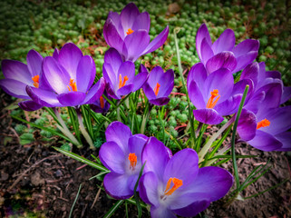 Lot of purple Ruby Giant Crocus on a sunny spring day. Nature concept for design
