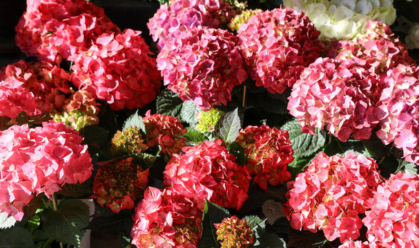 Variety of pink hydrangeas or Hydrangea macrophylla in the garden shop.