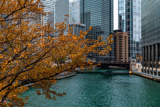 Golden Autumn Tree by the Chicago River 