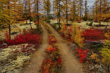 Obraz premium Russia. Magadan region. Autumn taiga on permafrost.