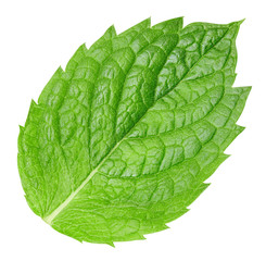 Obraz premium mint leaves isolated