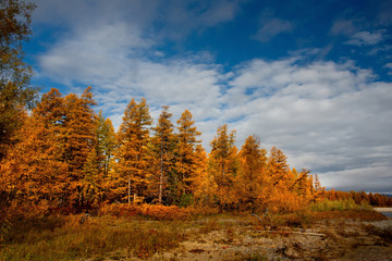 Russia. Magadan region. Autumn taiga on permafrost.