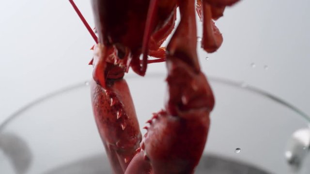 Camera follows cooking lobster in boiling water. Shot with high speed camera, phantom flex 4K. Slow Motion.