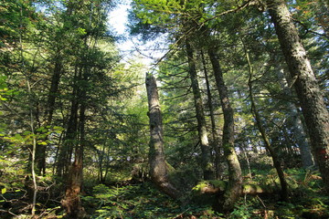 Forêt de feuillus du Pilat