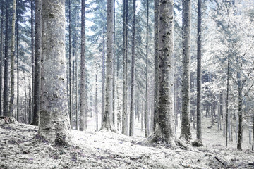 Beautiful winter season cold snowy forest landscape.
