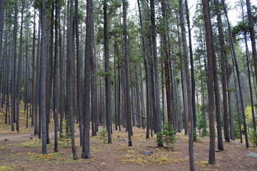 Obraz premium trees in the forest