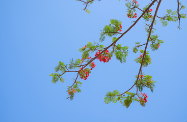Autumn Blooming Tree Against the Sky