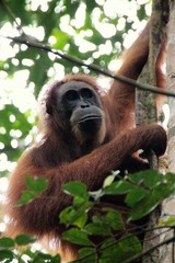 Fototapeta premium Orang Utan in Indonesien
