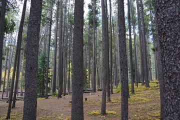 Naklejka premium trees in the forest