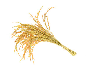 Ear of rice  on white background