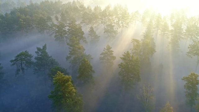 Aerial shot of warm sunrays seen through pine trees during sunrise in spring forest. 4K, UHD