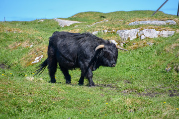 Norwegian Cows, the furry one