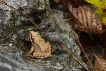 Rana dalmatina,ritratto