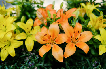 Lilies in the garden