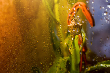 Green chameleon looks through wet glass in drops. Selective focus, copy space	