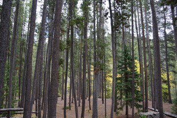 trees in the forest