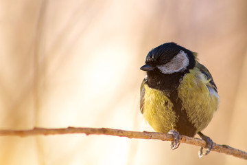 Parus major, great tit sit on branch in winter forest	