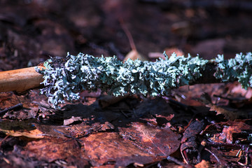A branch with lichen in cold tones