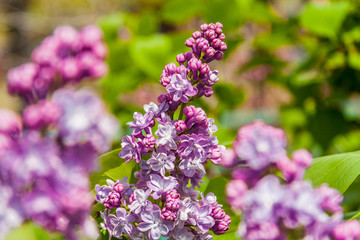 Pink Beautiful Lilac Flowers blooms in the garden