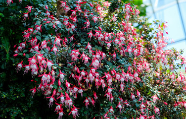 Flowers bells in the garden