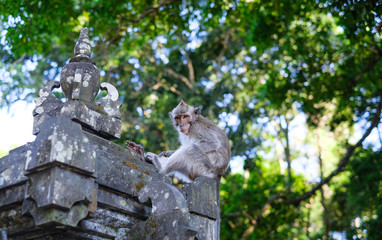 Monkeys in Alas Kedaton Monkey Forest, Bali, Indonesia.	