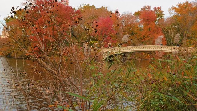Central Park&rsquo;s Famous Bow Bridge amidst Red Fall Foliage