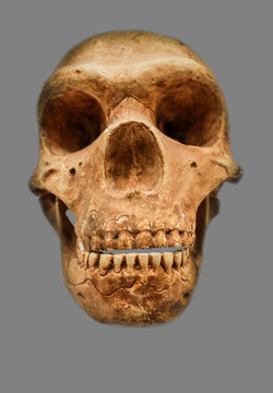 Neanderthal Skull Reproduction