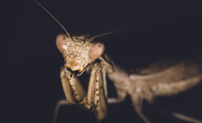 mantis on a black background