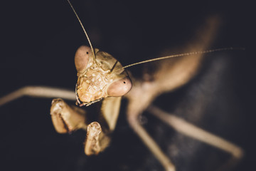 mantis on a black background