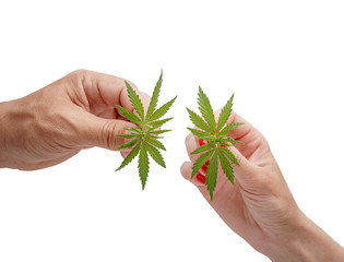 Cannabis leaf, medical marijuana. Cannabis flowers and seeds in green field with back light....