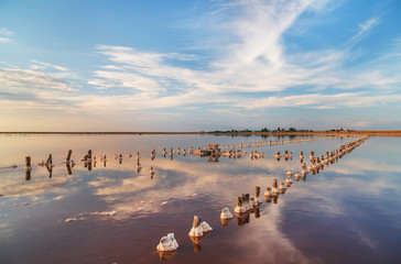 Naklejka premium sunset on a pink salt lake, a former mine for the extraction of pink salt. row of wooden pegs overgrown with salt.