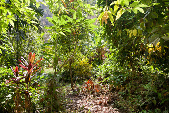 Fototapeta Exotic plants in the tropical jungle.