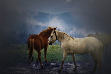 horses in a clearing in the mountains after rain