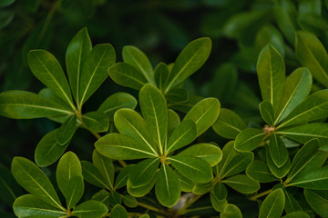 Tea leaf close-up, background.