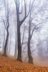 Red leaves of a beech lying on the ground. Autumn in a wild hazy forest.