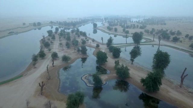 Foggy morning in Al Qudra lakes