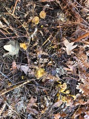champignons chanterelles