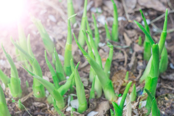Hosta plant garden