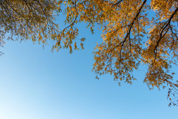 Fototapeta premium blue sky background. yellow-golden autumn foliage on trees