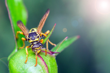 wasp in the wild