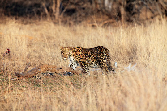 Leopard male in orange dry grass. African leopard (Panthera pardus) on the dry savannah.