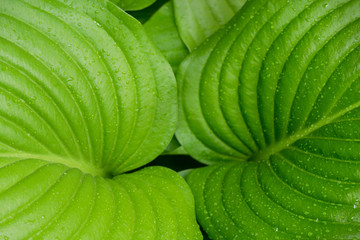 Obraz premium water drops on a green leaf close-up