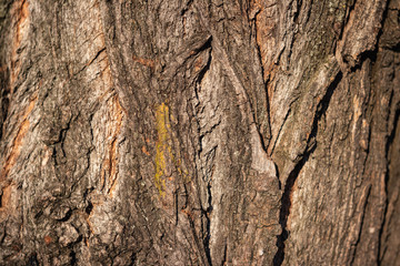 background. structural tree bark