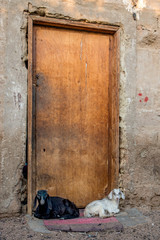 Black and white lambs lying on the rug at doorstep of closed wooden door. Sinai. Dahab. Bedouin quarter - Assala