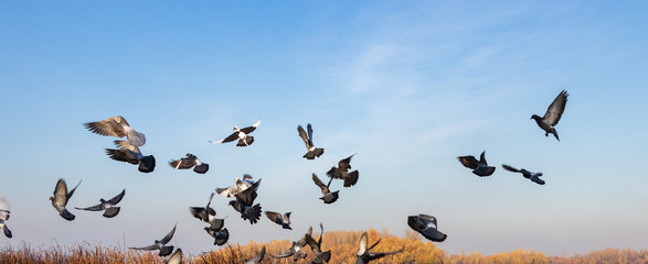 birds fly on blue sky background