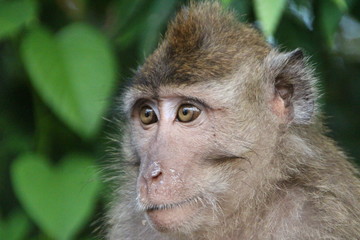 asiatischer Affe