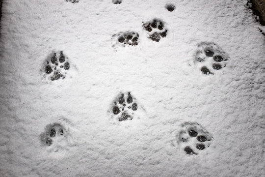 Traces Of A Wolf In The Snow, Traces In The Snow