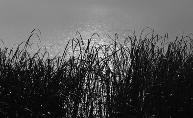 background. the sun breaks through the fog on a river with reeds. morning.