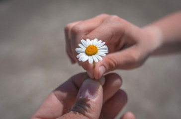  hand giving wild flower with love at sunset. beautiful background